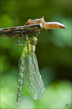 Mosaikjungfer