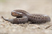 Vipera seoanei