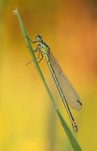 Coenagrion Cf. puella