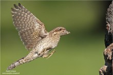 Wendehals im Flug