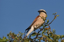 Der Neuntöter (Lanius collurio) oder Rotrückenwürger...