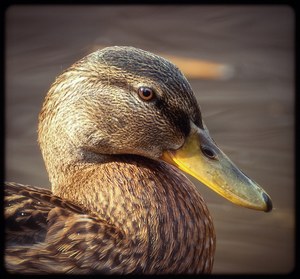 Portrait Stockentenjunges