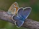 Plebejus sp. - Pärchen