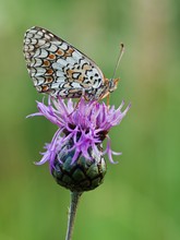 Flockenblumen Scheckenfalter