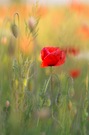 Klatschmohn