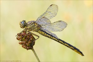 ~Gomphus pulchellus~