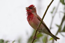 Karmingimpel (Carpodacus erythrinus)
