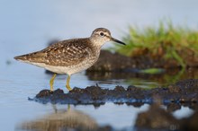 Bruchwasserläufer ?