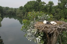 so sieht's der Storch...