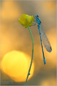 Hufeisen-Azurjungfer (Coenagrion puella)