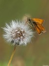 Dickkopffalter auf einer 'Pusteblume'