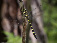 Cordulegaster bidentatus