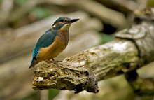Eisvogel