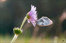 Schachbrettfalter im Gegenlicht