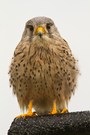 Turmfalke (Falco tinnunculus) im Nieselregen