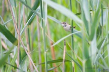 Teichrohrsänger im Habitat