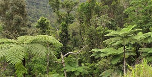 Waldpanorama