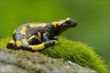 Feuersalamander