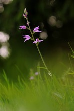 Rotes Waldvögelein (Cephalanthera rubra)