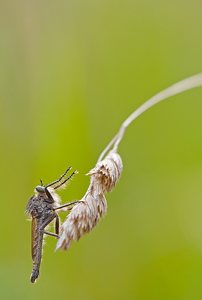 Zeigt her eure Füße