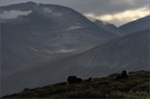 ~ Abend im Dovrefjell ~