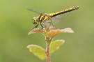 Schwarze Heidelibelle