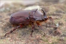 „Oryctes nasicornis“