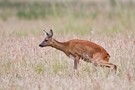 Reh (Capreolus capreolus) verrichtet Notdurft