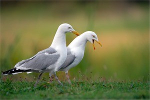 Grüße von der Nordsee