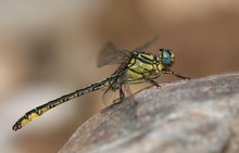 Gelbe Keiljungfer - Gomphus simillimus