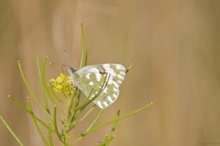 Schmetterling "Ton in Ton"