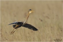 Purpurreiher(Ardea purpurea)