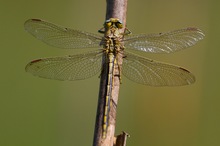 Westliche Keiljungfer