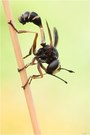∴ Stieldickkopffliege - Physocephala rufipes ♂ ∴