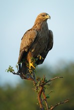 Tawny Eagle