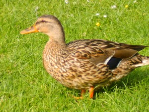 Ente schaut ins Licht