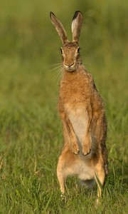 "Lepus europaeus..."