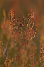 Wiesenleuchten