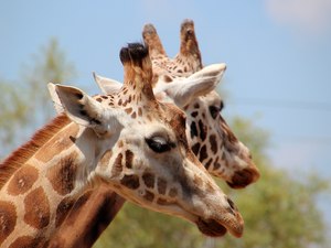 Giraffe aus dem Chester-Zoo