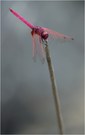 ~ Pinky ~