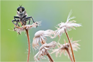 Machimus arthriticus