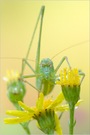 * Gemeine Sichelschrecke - Phaneroptera falcata *