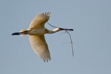 Löffler (Platalea leucorodia) transportiert Nistmaterial