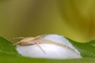 Laufspinne