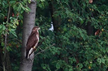 Bussard