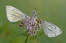 Trio in weiß