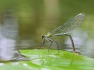Eiablage der gebänderten Prachtlibelle