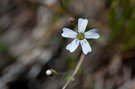 Silene rupestris (Felsen-Leimkraut)
