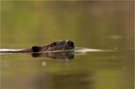 Biber in farbenfrohem Wasser