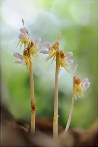 ~ Epipogium aphyllum ~